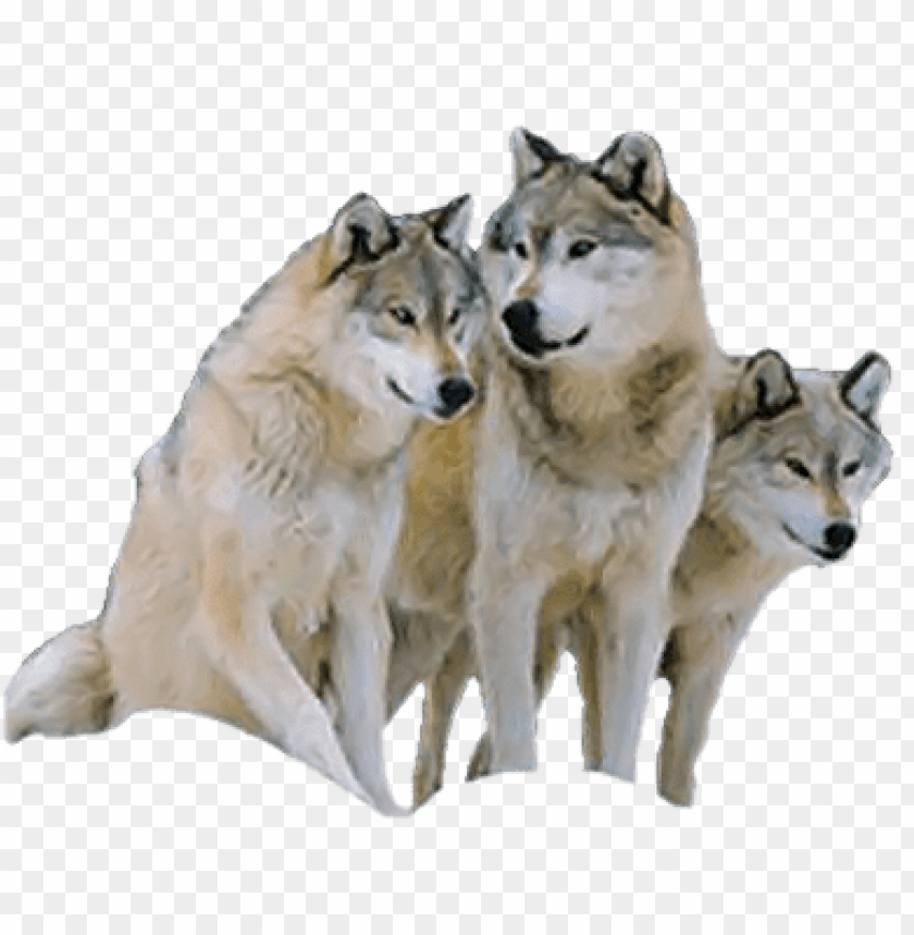 tube loup PNG image with transparent background@toppng.com