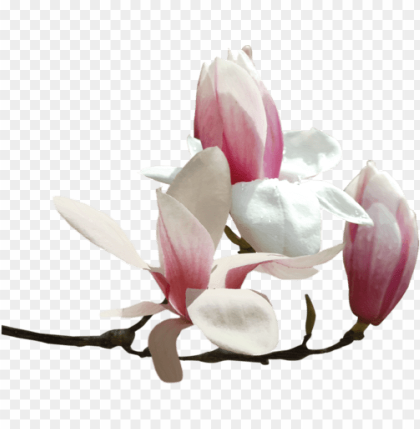tube, fleur de lys, magnolia flower, fleur-de-lis, fleur de lis, pipe, fleur
