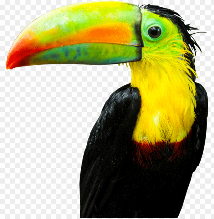 toucan, parrot, bird, monkey, macaw, pelican, flamingo