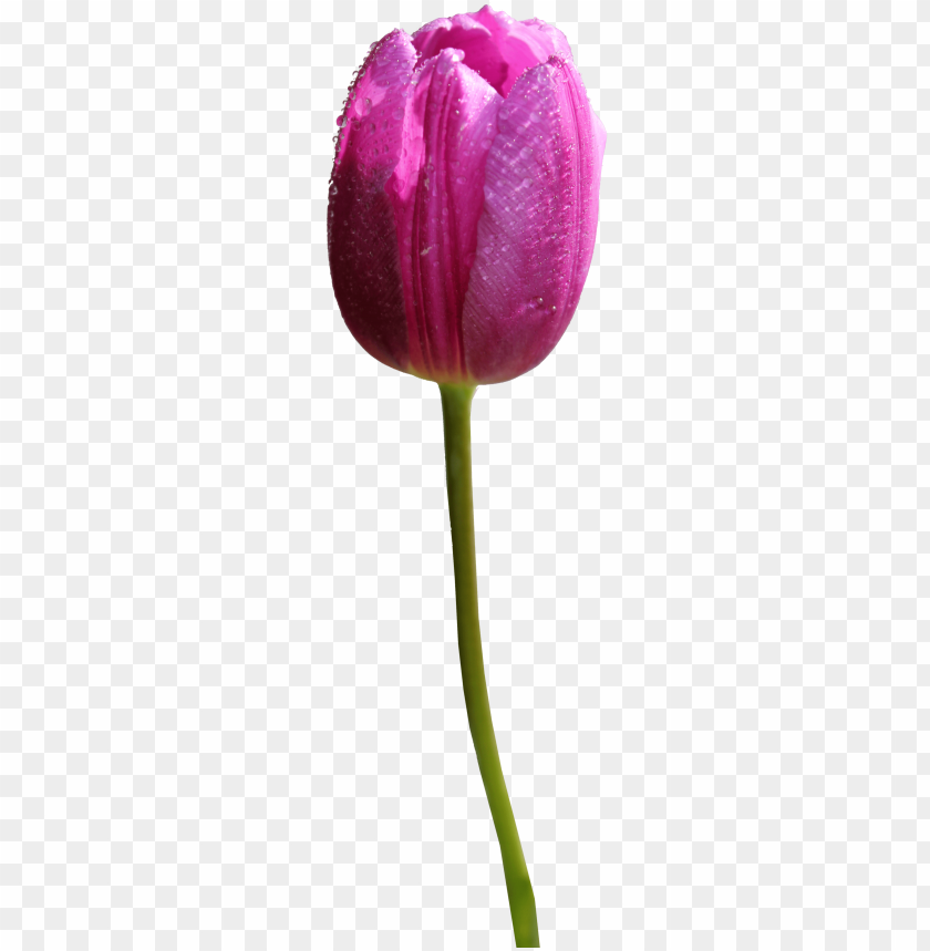 tulip,نبات,الخزامي نبات