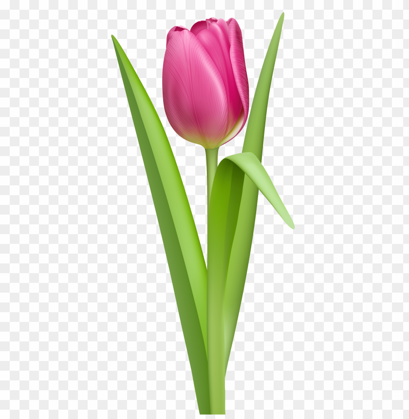 tulip,نبات,الخزامي نبات