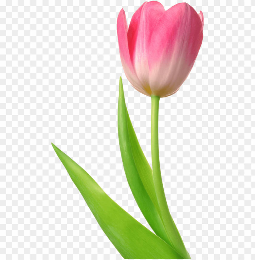 
tulip
, 
tulip flower
, 
bellflower
, 
campanula
