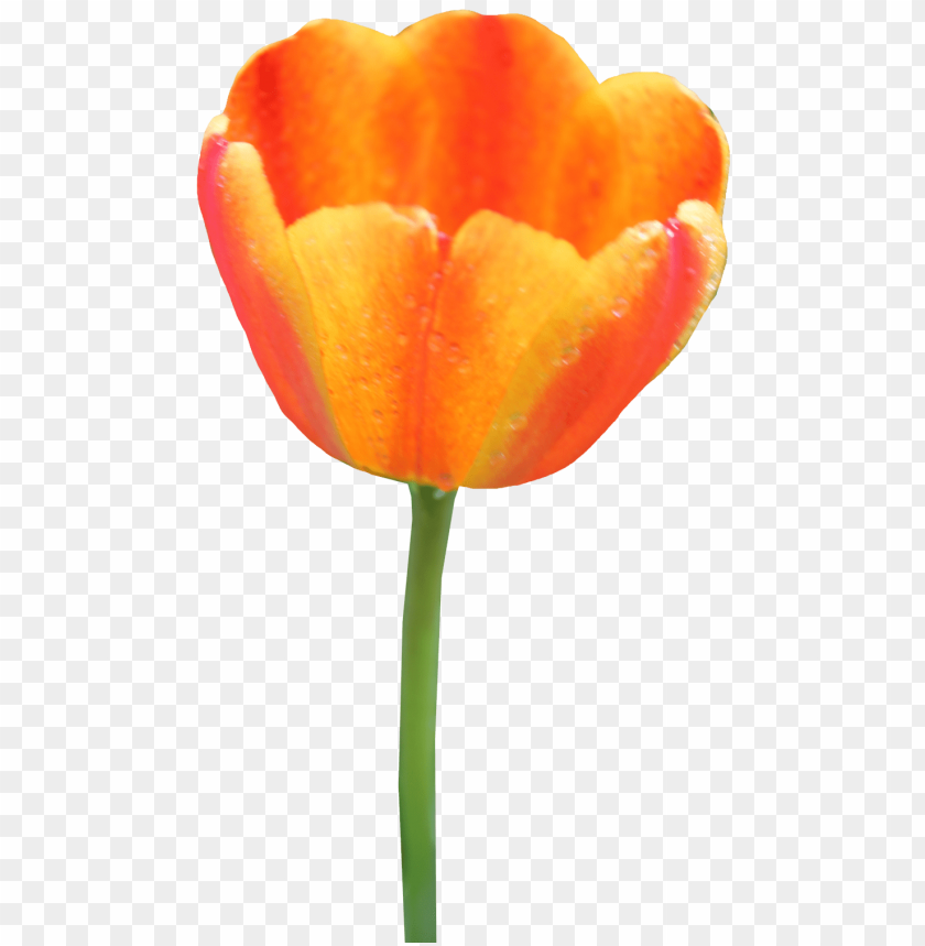 PNG image of tulip with a clear background - Image ID 18087