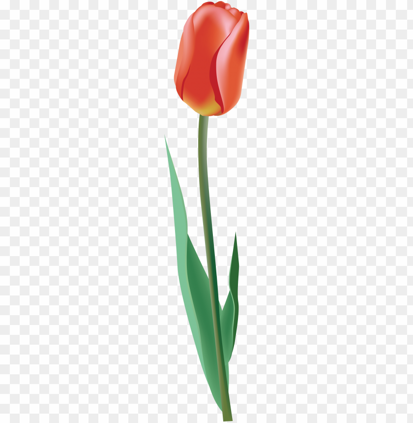 tulip clipart png photo - 27404