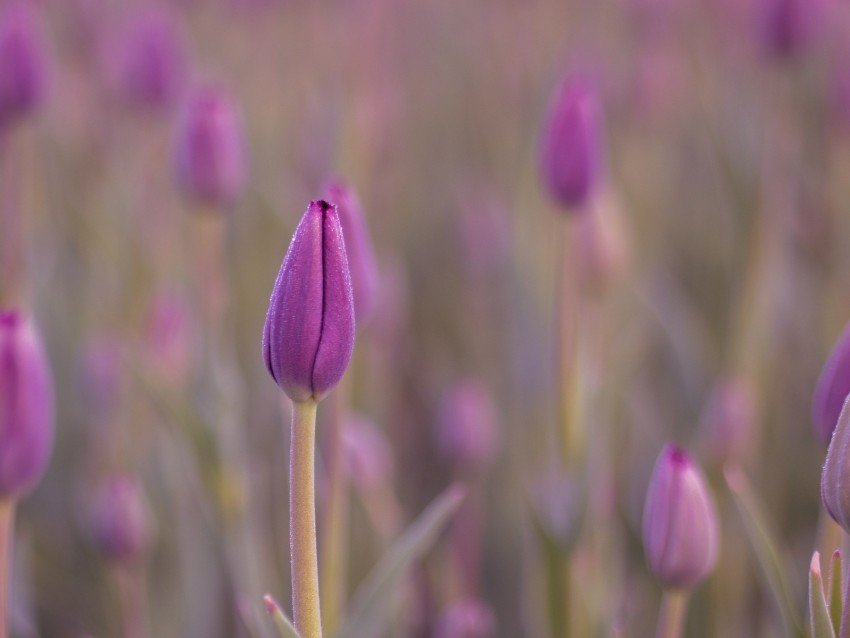 tulip, bud, purple, flower, dew, wet