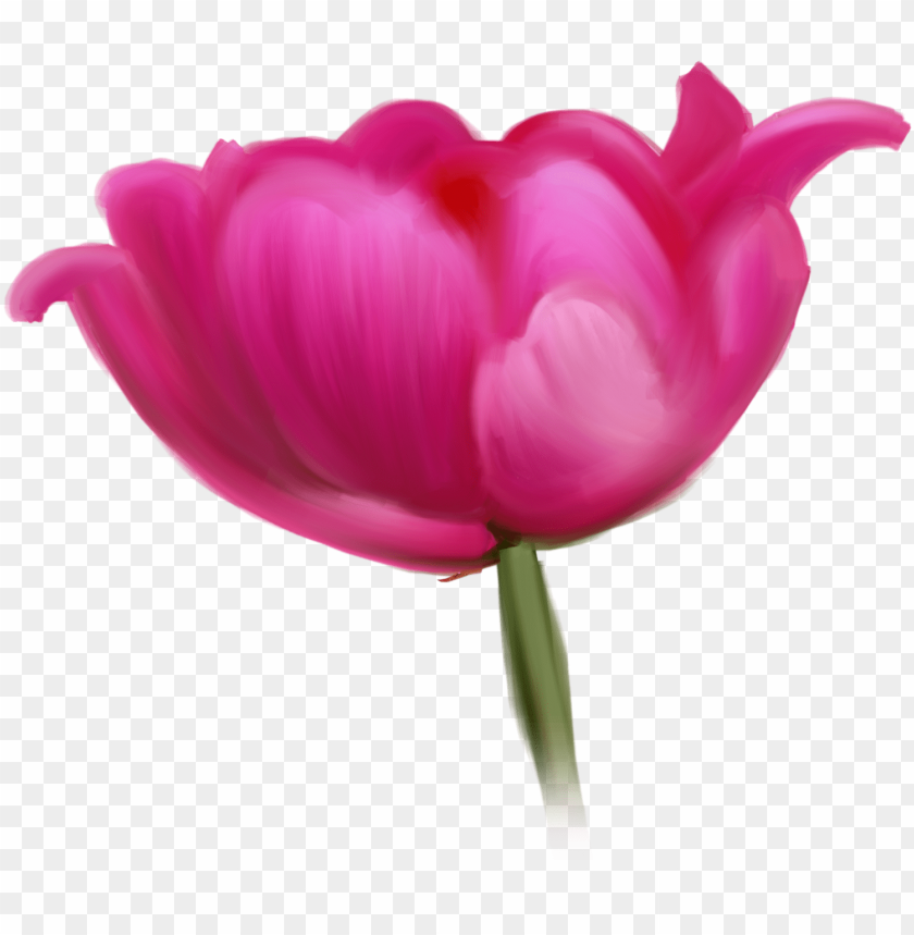tulip cut flowers raster graphics- tulip cut flowers raster graphics, mother day