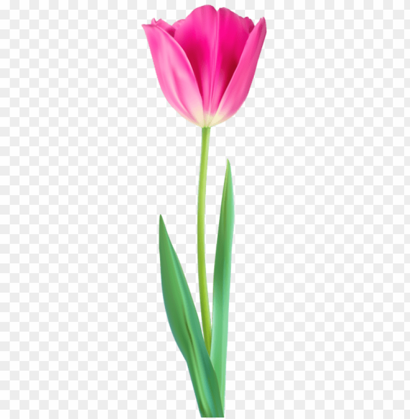 tulip decorative png