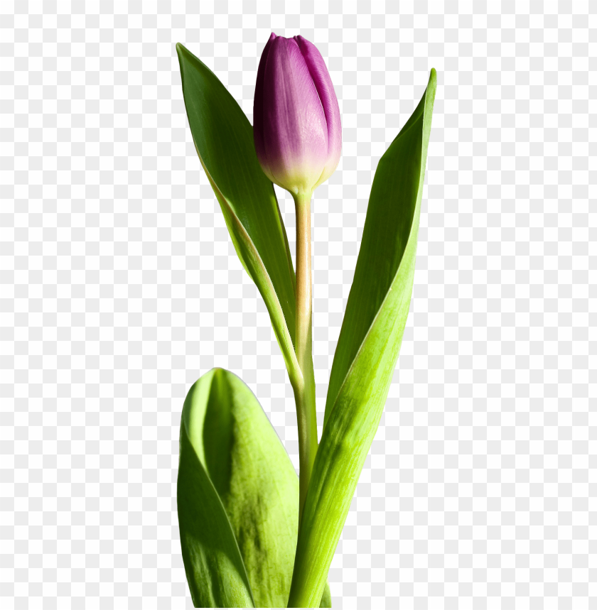 
flower
, 
tulip

