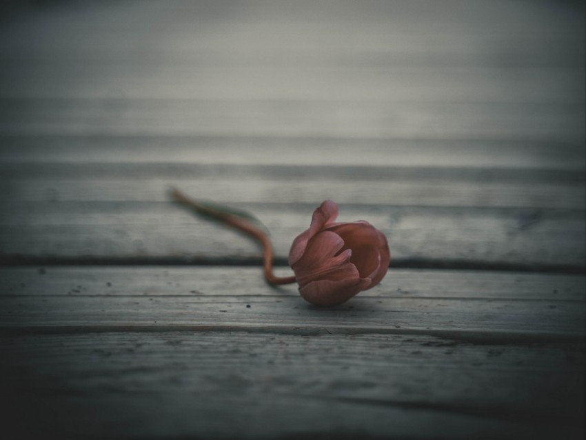 tulip, flower, blur, bud, lonely