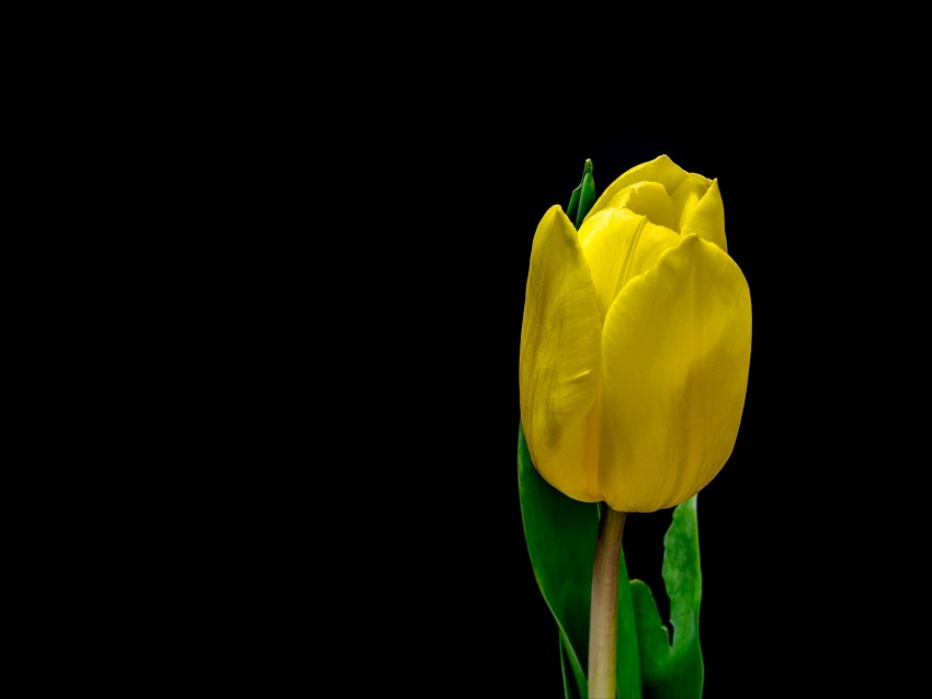 tulip, flower, yellow, plant, petals