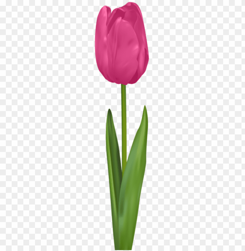 PNG image of tulip pink with a clear background - Image ID 44582