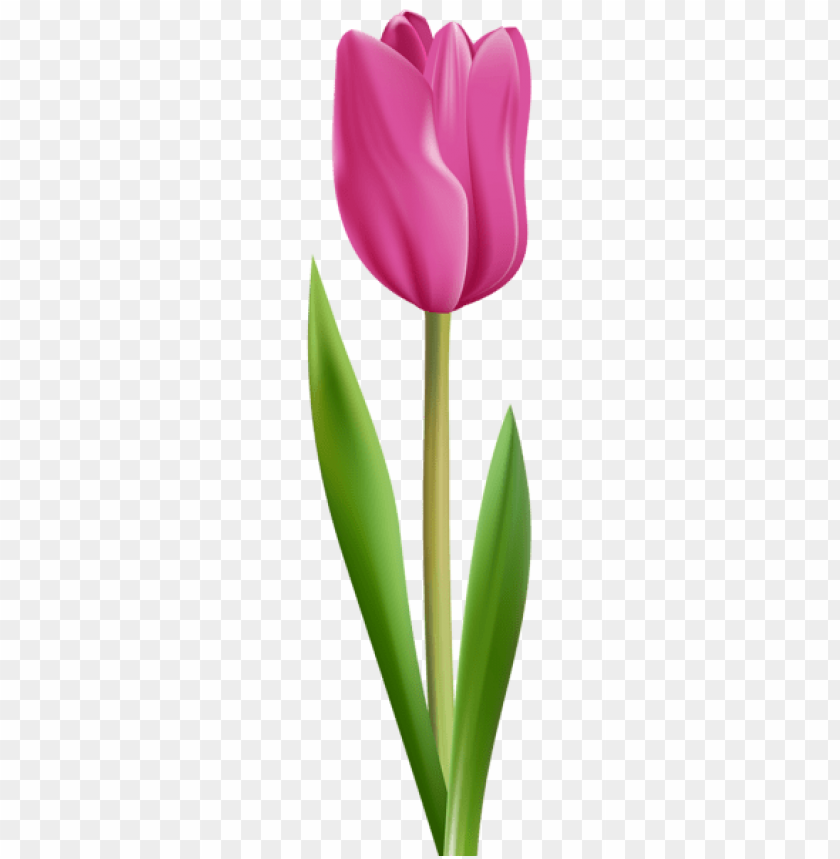 tulip pink transparent