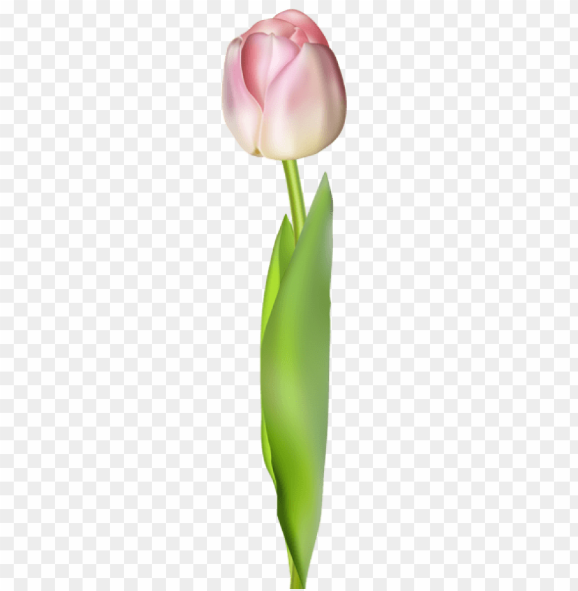 tulip transparent