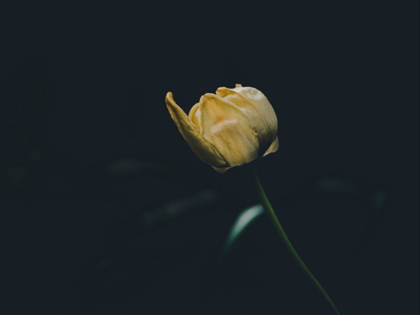 tulip, yellow, flower, dark, one