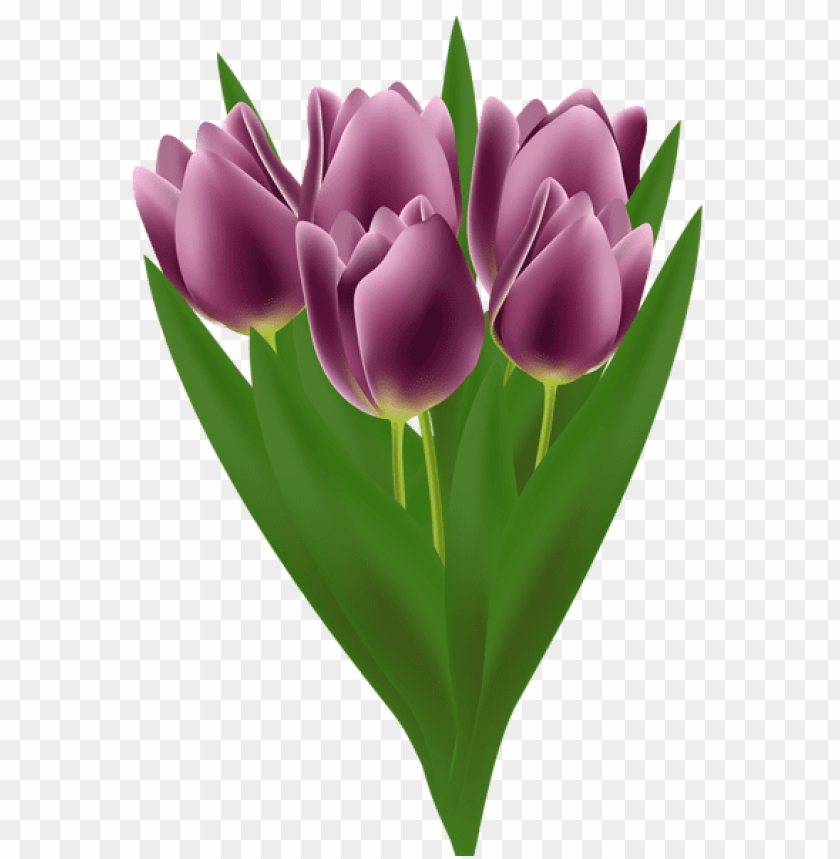 tulips bouquet transparent