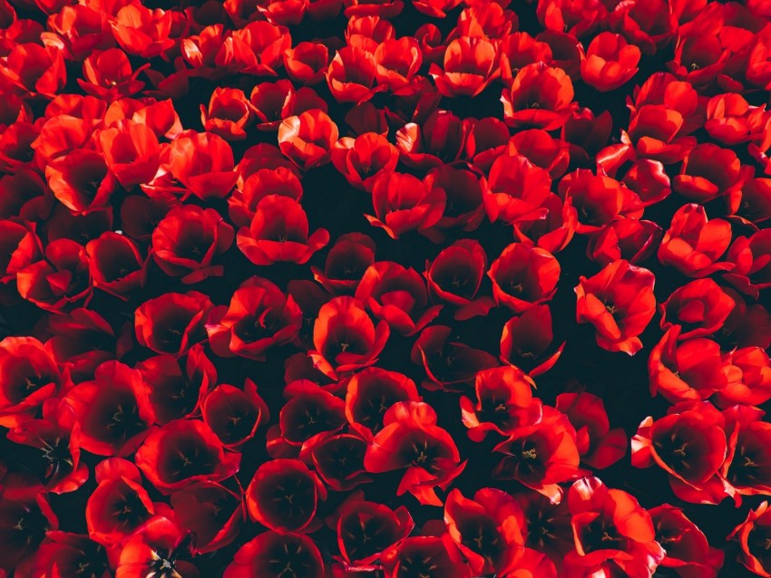 tulips, flower bed, red, bloom, petals