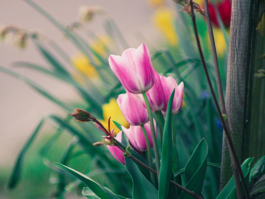 tulips, flowers, pink, bloom, flower bed