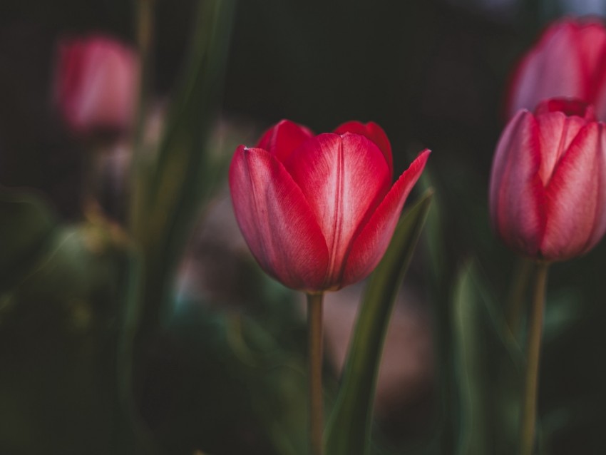 tulips, flowers, pink, bloom, plant