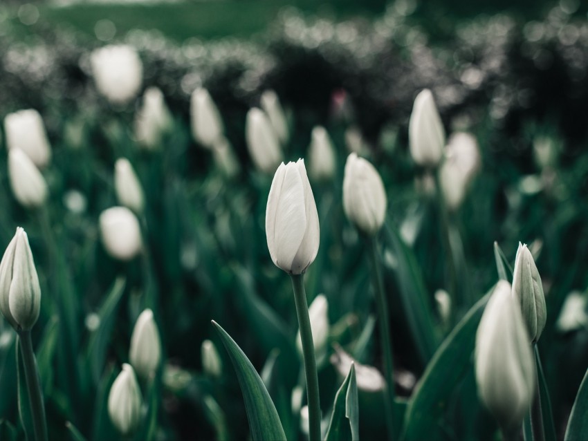 tulips, flowers, white, flowerbed, blooms, spring
