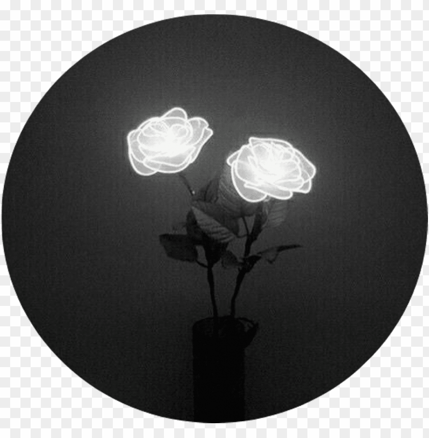 Tumblr Aesthetic Black Roses Rose White Rose Tumblr Aesthetic