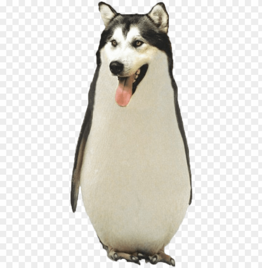 Tumblr Transparent Funny Animal Pictures Png Tumblr - Funny Dog Photosho PNG Transparent With Clear Background ID 191911