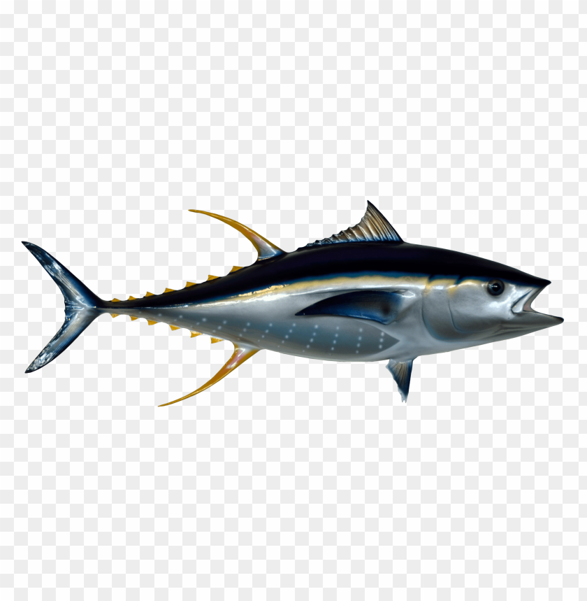 Tuna Fish Anatomy At Lewis Skelly Blog