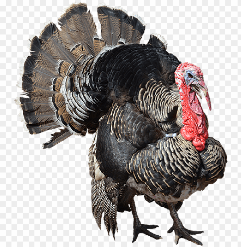 turkey PNG transparent with Clear Background ID 89911