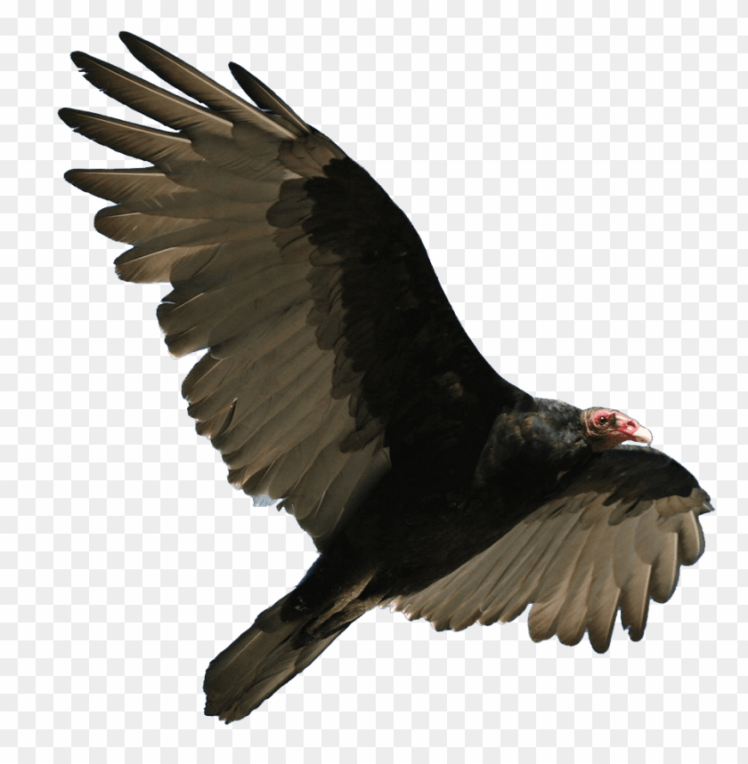 animals, birds, vultures, turkey vulture flying, 