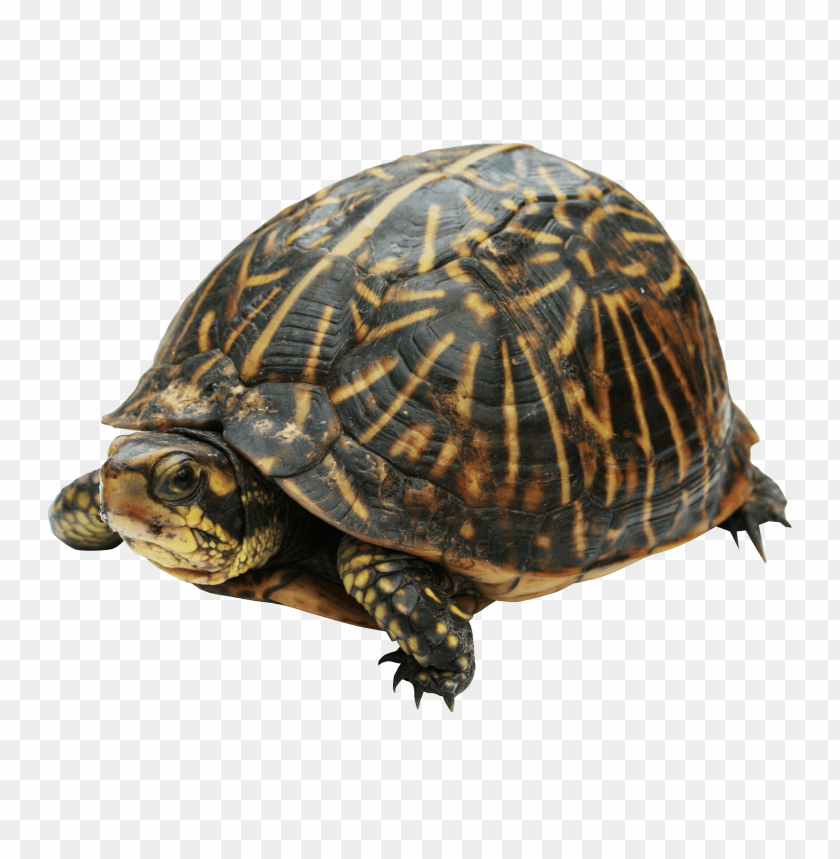 
shell
, 
animal
, 
sea
, 
ocean
, 
reptile
, 
turtle
, 
tortoise
