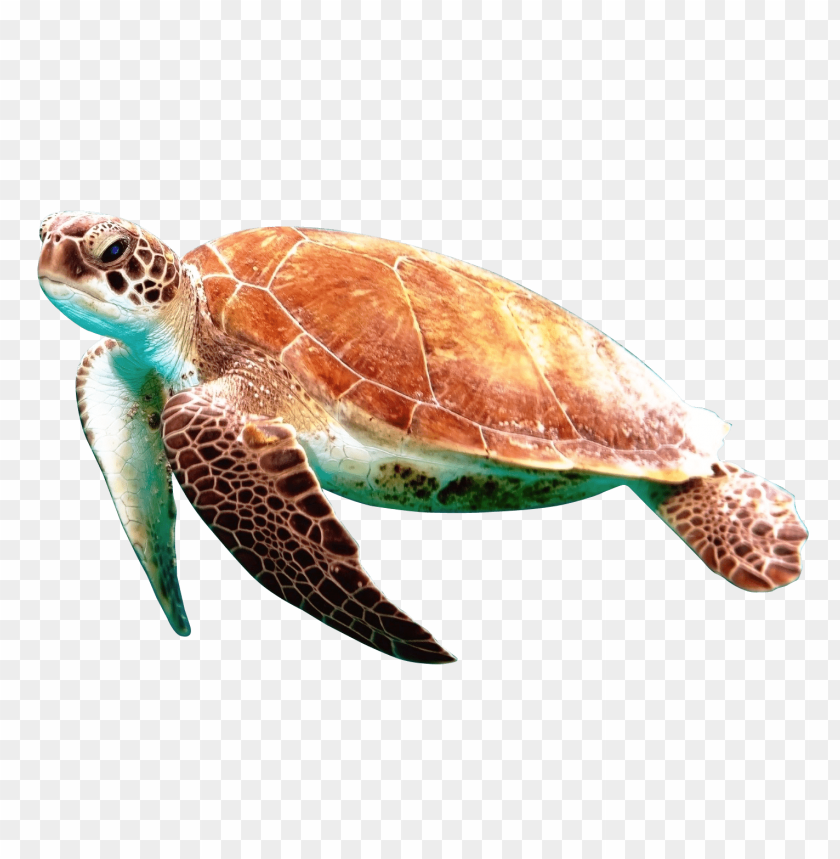 
animal
, 
reptile
, 
turtle
, 
tortoise
, 
terrapin
