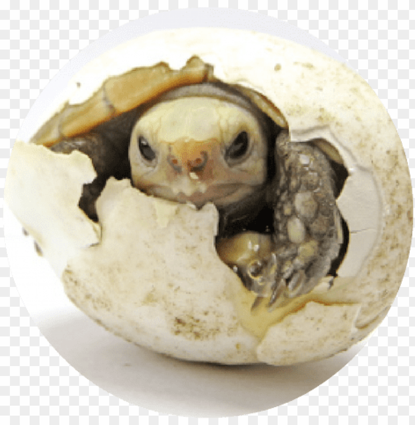 Turtle Cracking Egg Round - Turtle Egg PNG Transparent With Clear Background ID 281522