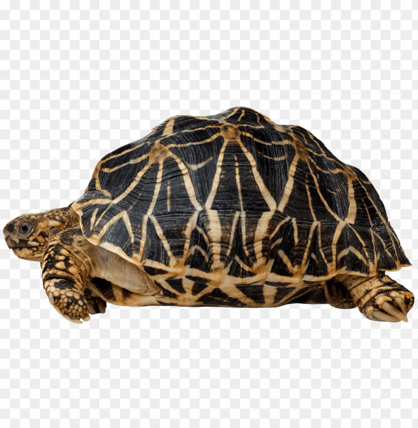 Turtle  Clipart Png Photo - 30932