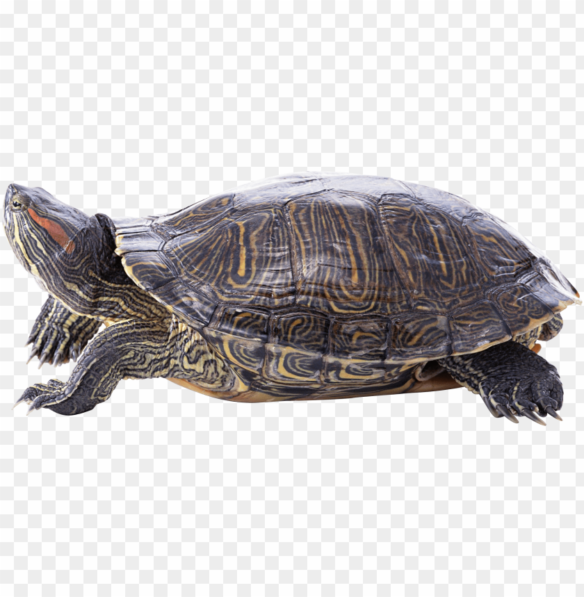 ninja turtles, ninja, tortoise, shell, animal, turtles, children