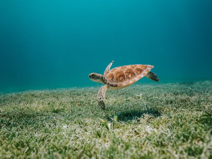 turtle, sea, water, bottom, algae