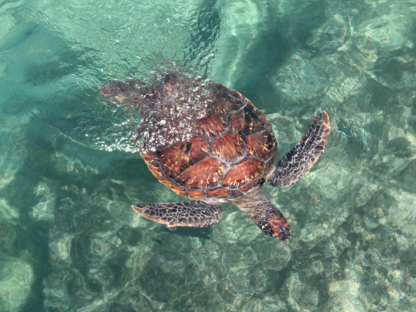 turtle, sea, water, swim