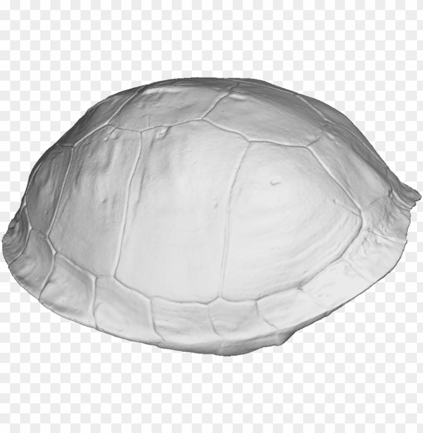 Download turtle shell 3d scan - tortoise png - Free PNG Images | TOPpng