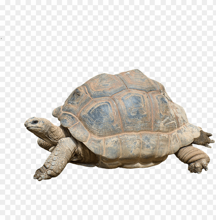 Turtle Tortoise Reptile Giant Tortoise Panzer - Giant Turtle PNG Transparent With Clear Background ID 209257