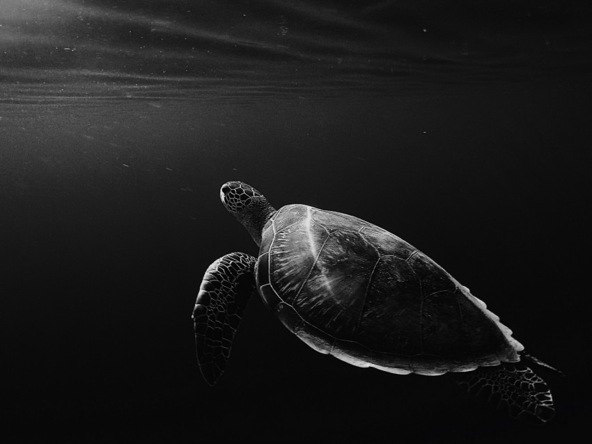 turtle, under water, swim, depth, bw