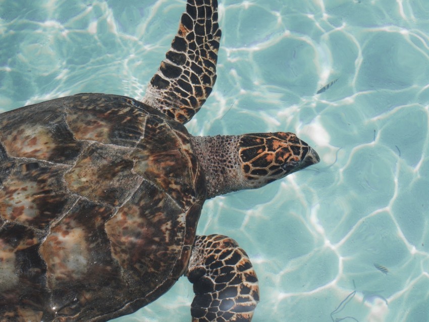 turtle, water, waves, fish, swim