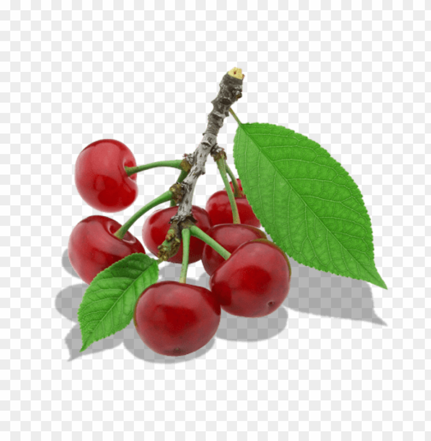 cherry, twig