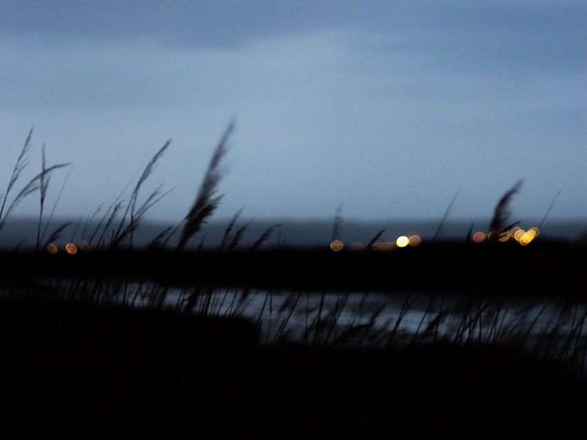 twilight, outlines, blur, grass, bokeh, dark