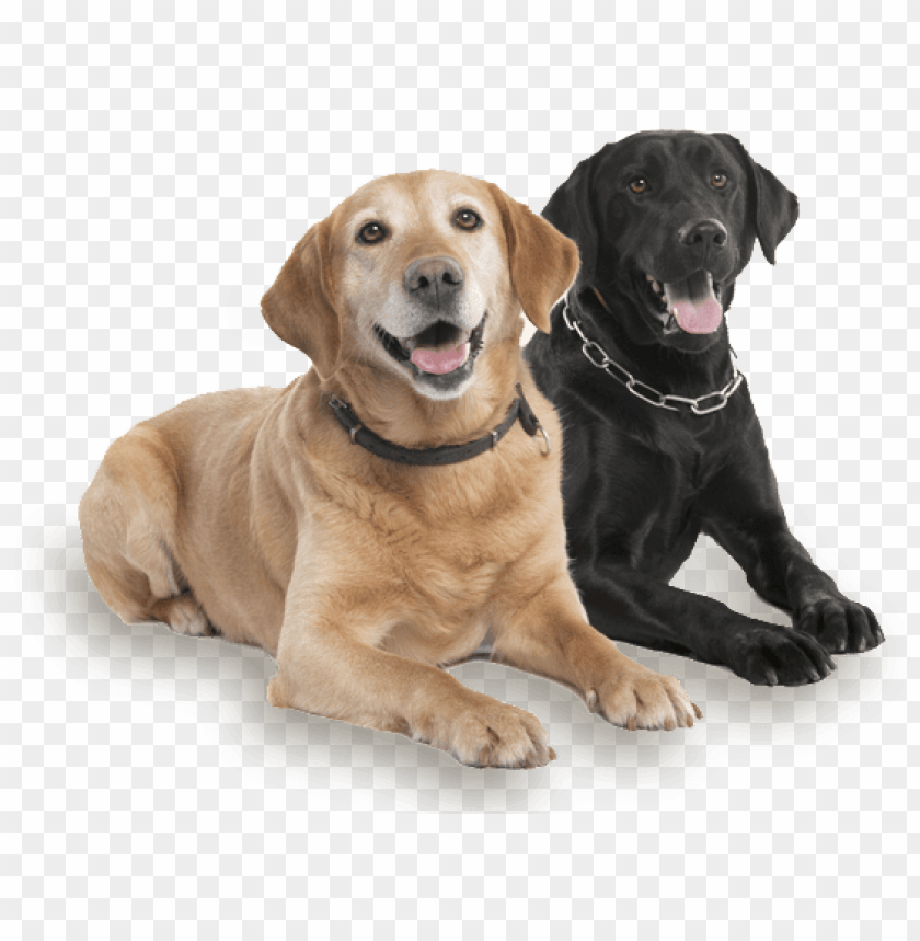 Two Cute Dogs Do PNG Image With Transparent Background | TOPpng