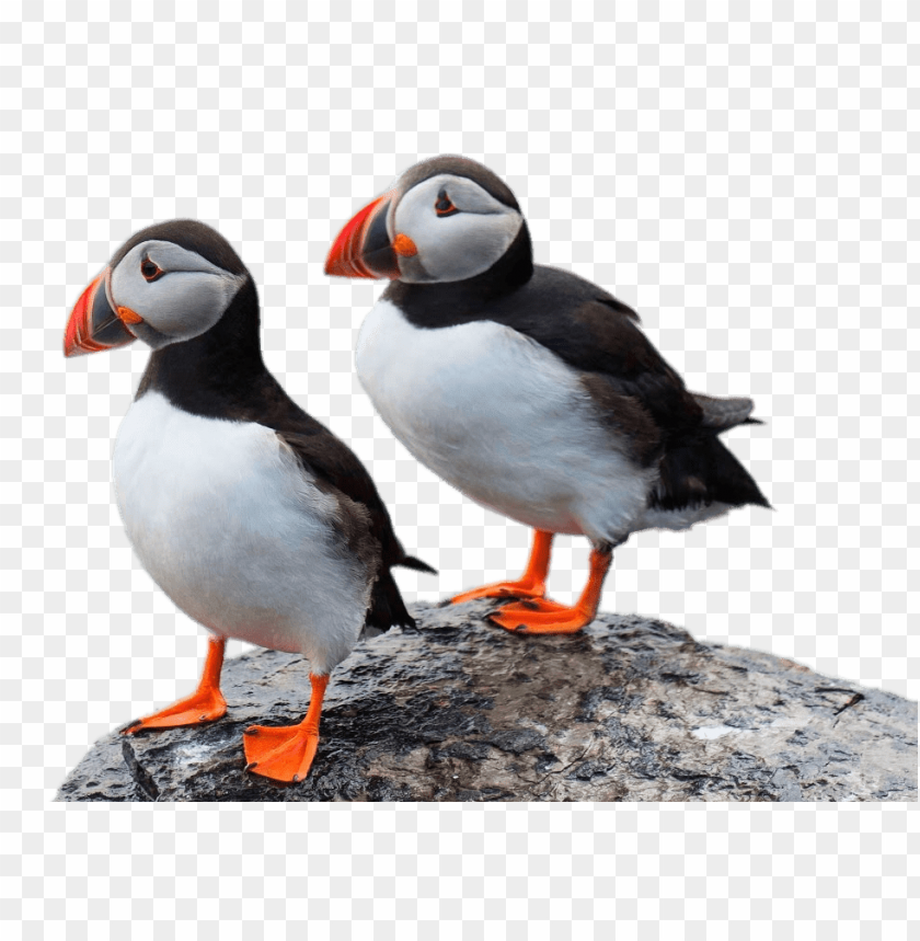 animals, puffins, two puffins on a rock, 
