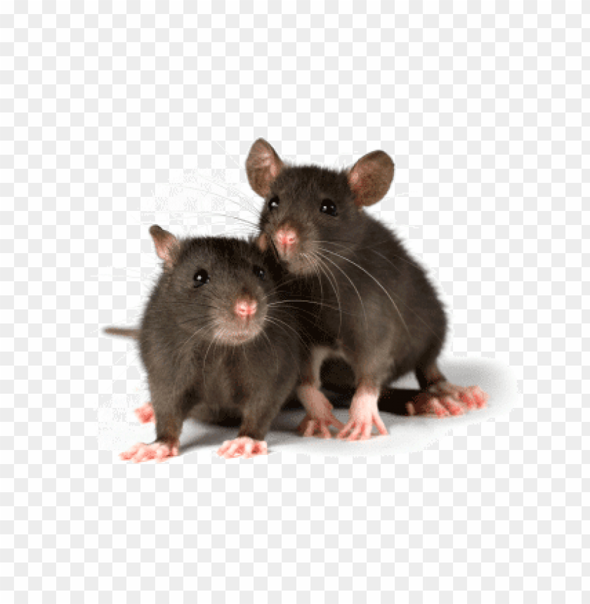 animals, rats, two rats, 