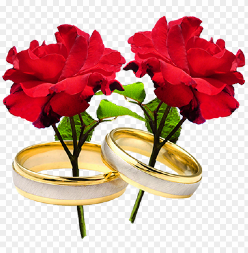 set, roses, food, plants, wedding ring, spring, lunch