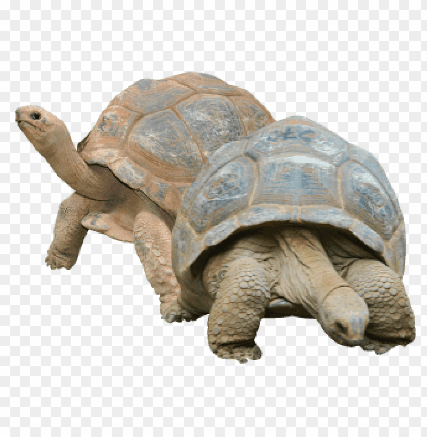 animals, tortoises, two tortoises, 