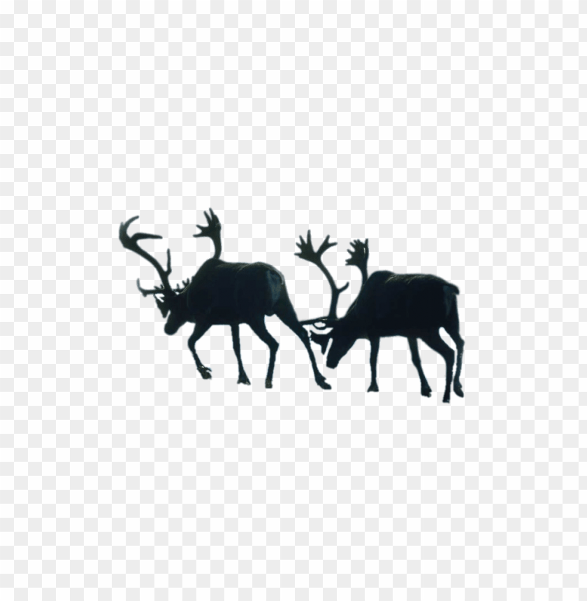 animals, reindeer (caribou), two walking reindeer (caribou), 