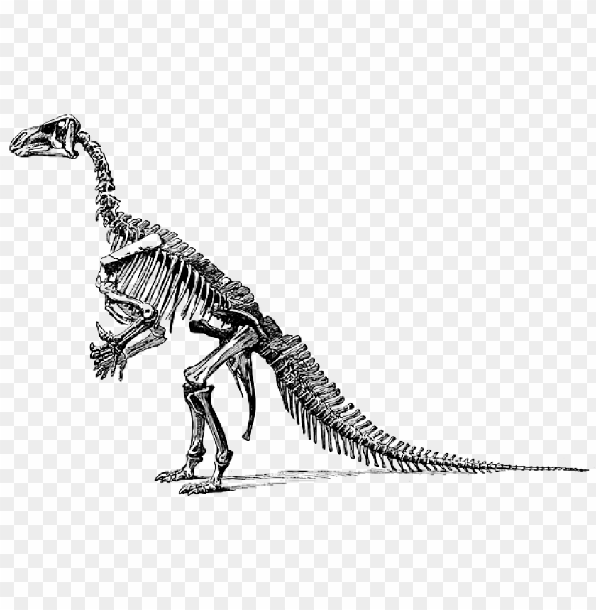 animals, dinosaurs, tyrannosaurus fossil skeleton, 