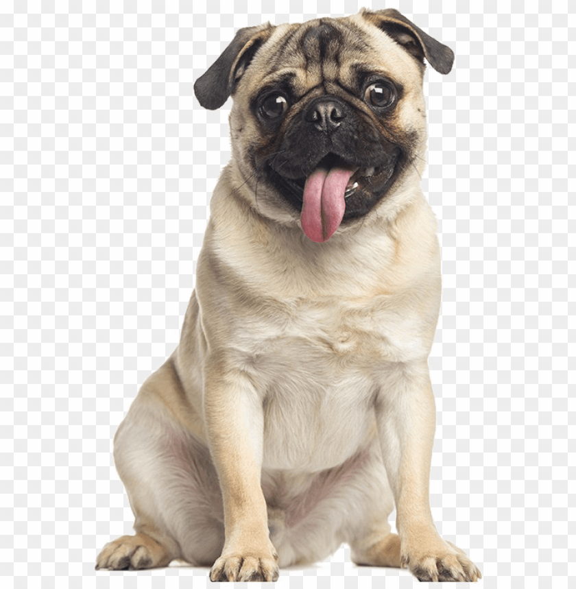 Ug Free Png Image Dog Pug PNG Image With Transparent Background | TOPpng