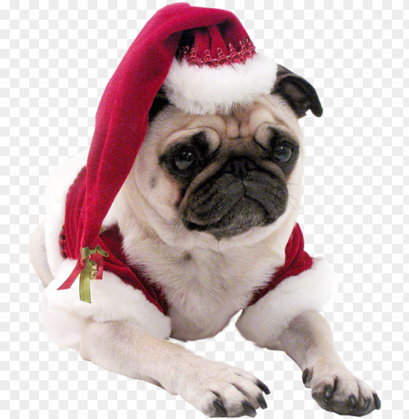 Ug Head Png Christmas Pug Dog T Shirt Png Image With Transparent Background Toppng - pug tshirt roblox